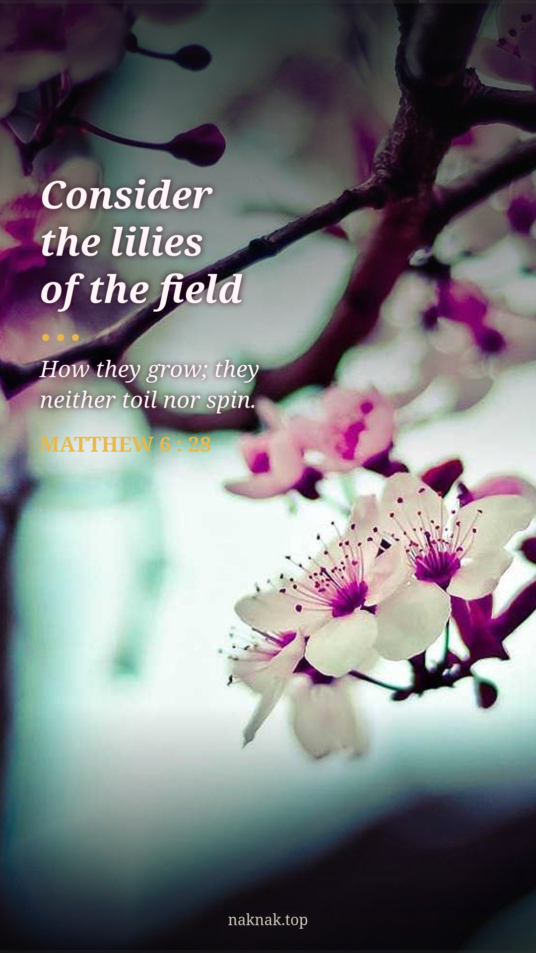 Lilies HD Wallpaper — Blossoms